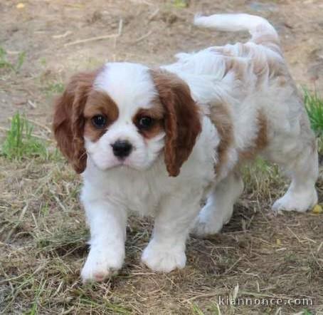 Magnifique chiots cavaliers king Charles