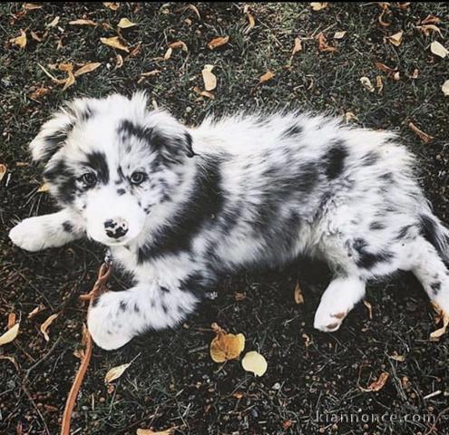 Chiot Berger Australien  âgé de 4 mois 