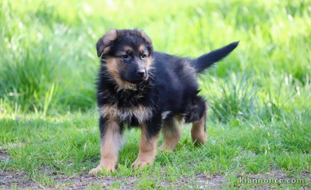 chiot berger allemand