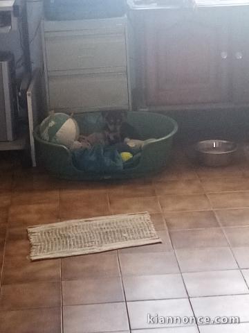 chiot pinscher nain 3 mois 