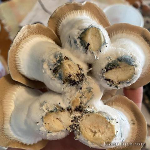 UNIVERSAL HALLUCINOGENS/HIGHLIFE