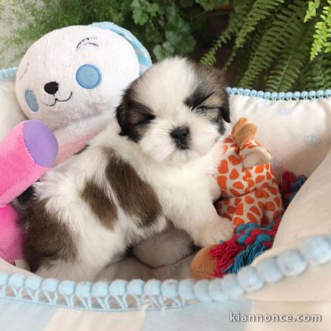 Chiots male et femelle shih tzu a donner