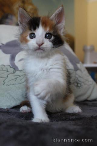 A donner chaton main coon