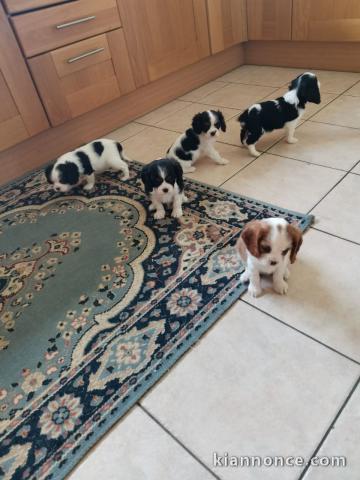 Offre adorable chiots type Cavalier King Charles