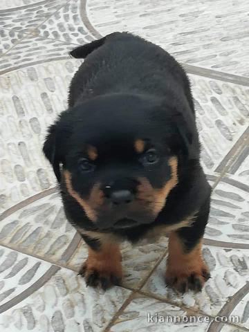 Chiots Rottweiler Adorable
