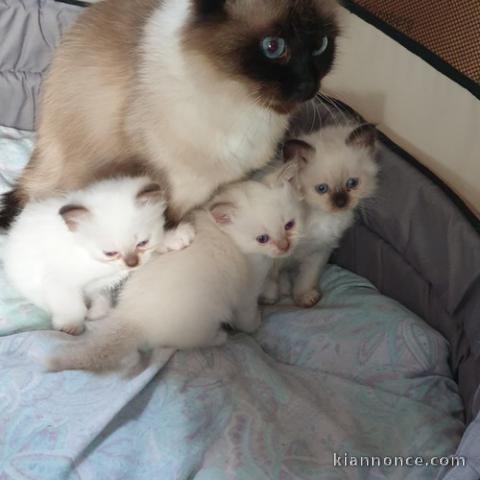 chatons sacre de birmanie disponible pour noel