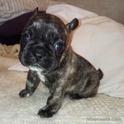 Puppies For Adoption 