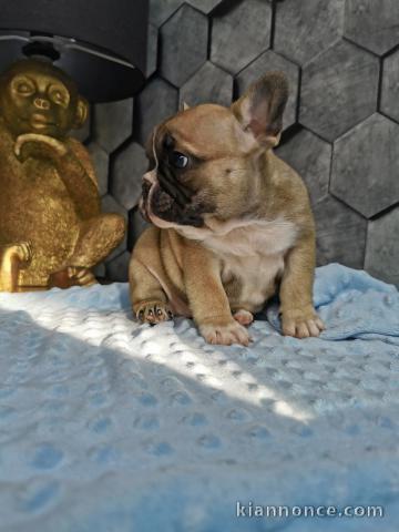 A donner magnifique chiot mâle et femelle Bouledogue français.