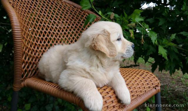 Adorable chiot Golden retriever à donner