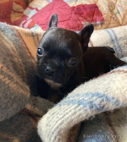 CHIOTS BOULEDOGUE FRANÇAIS