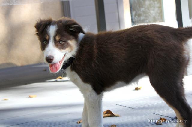 Chiots Border Collie adorable