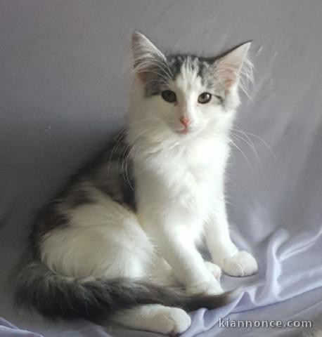  Chatons Norvégien A DONNER  