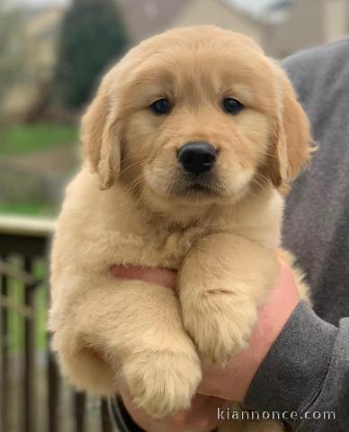 Golden Retriever puppies for sale 