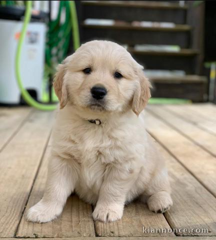 Golden Retriever puppies for sale 