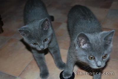Deux chatons chartreux mâle et femelle a donner