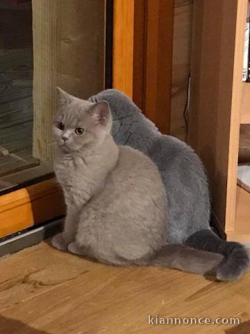 A donner chatons british shorthair