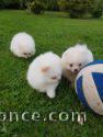 chiots spitz a reserve