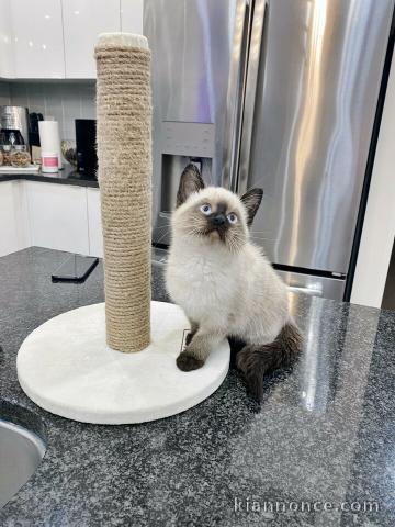 Chatons Sacré de Birmanie Disponible 