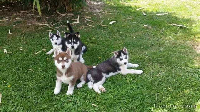 Magnifique chiot husky disponible de suite
