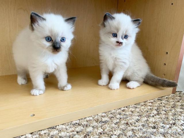 Magnifique chaton Ragdoll 