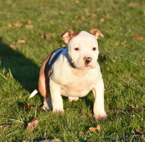 Adorable chiot American Staffordshire Terrier a donner 