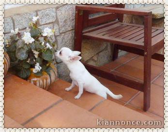 chiots chihuahua miniature