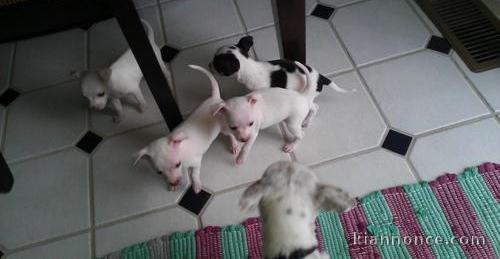 Chiots de race chihuahua disponibles. Les chiots sont Vaccinés,ve