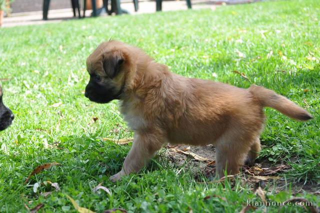 A donner chiots berger des Pyrénées