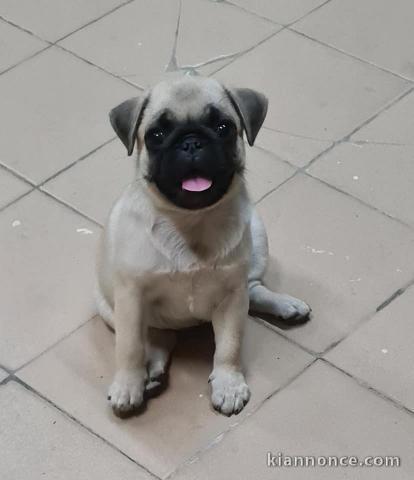 Chiots Carlin LOF disponible