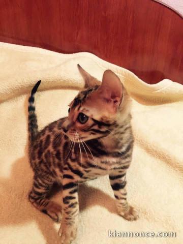 Adorable bébé chaton Bengale de race 