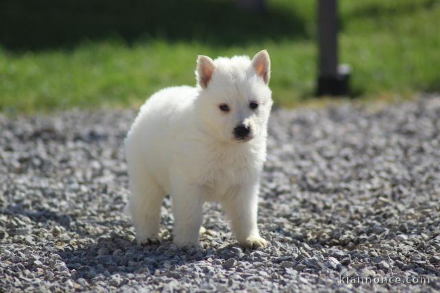 Chiot chiot type Berger Blanc Suisse