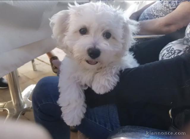 Chiot bichon maltais mâle 
