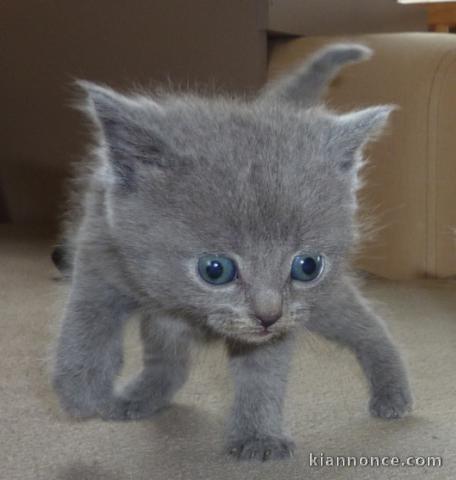 Deux chatons chartreux mâle et femelle a donner