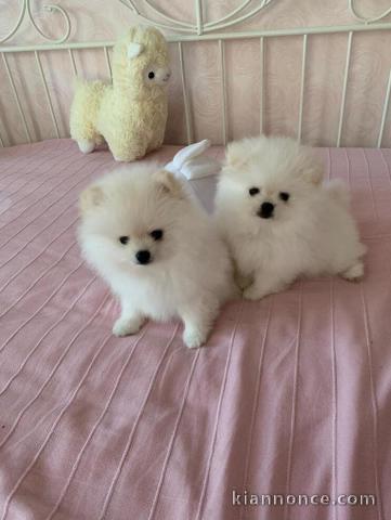 Chiots Spitz Nain à céder