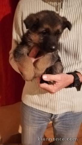 Adorable chiot berger allemand femelle