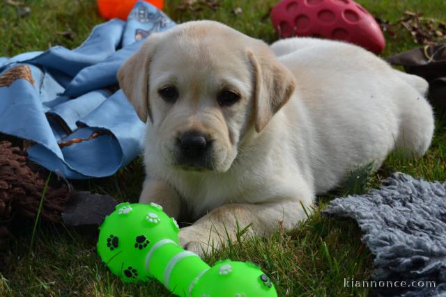 Magnifique Labrador retriever