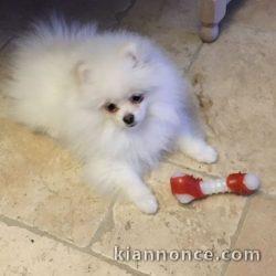 chiots spitz nain a reserve