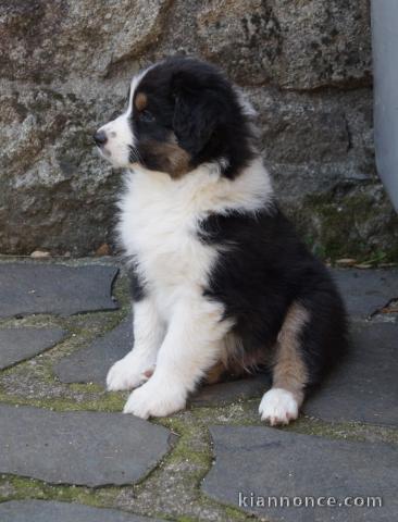 Chouette (Berger australien) Dispo