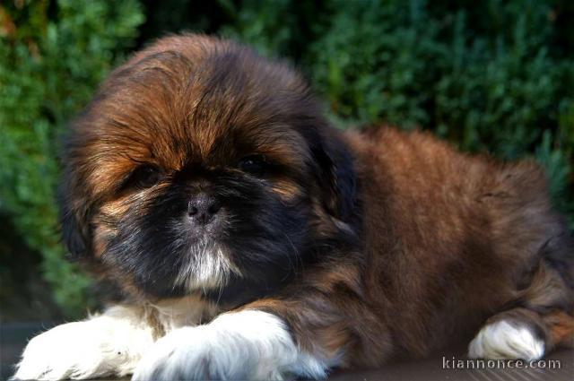 Magnifique chiot Shih Tzu a donner 