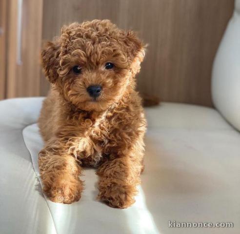 chiots Le caniche nain disponible 