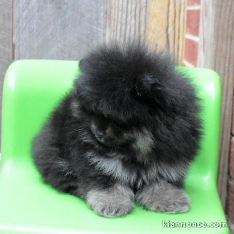 Chiots spitz pomeranien