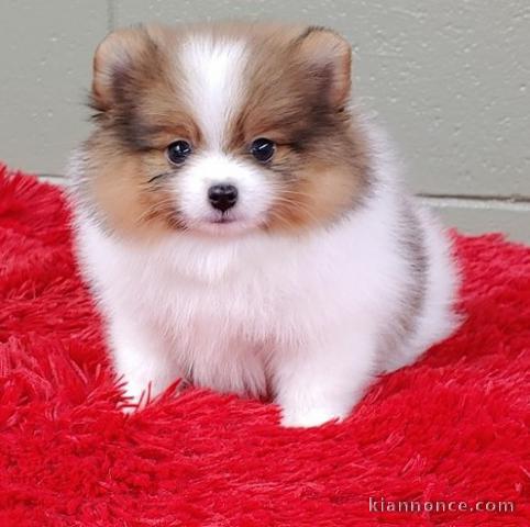 Chiots spitz pomeranien