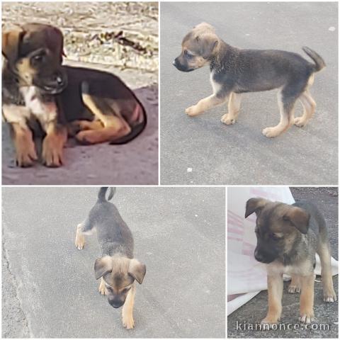 Chiots royal bourbon 