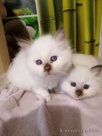 Disponible de suite bb chatons Sacré de Birmanie a adopter