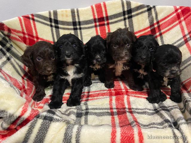 Magnifique chiots F1 Cockapoo pour adoption