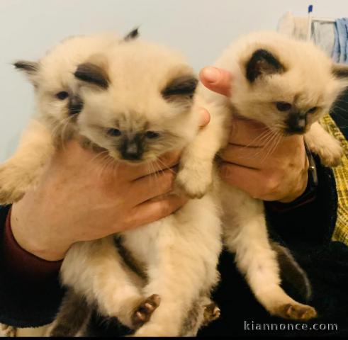 disponibles de suite chatons LOOF de Ragdoll