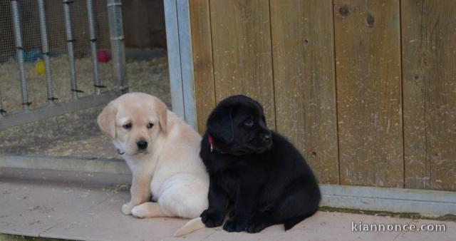 A donner chiots labrador