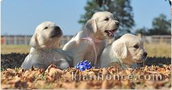 Magnifiques Chiots Golden Retriever Pure Race