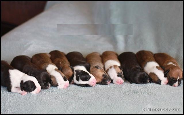 Magnifiques Chiots American Staffordshire Terrier Pure Race