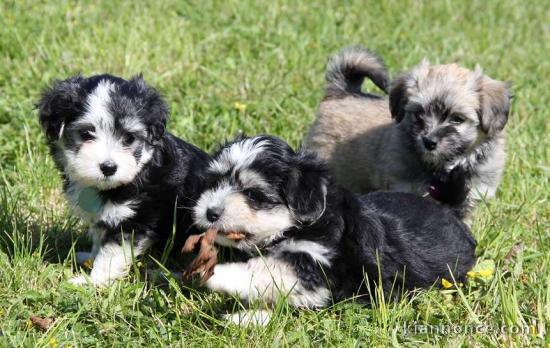 Superbes Chiots Bichon Havanais Pure Race Pedigree